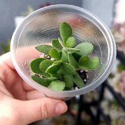 Крассула Капителла Кэмпфайер - фото 2