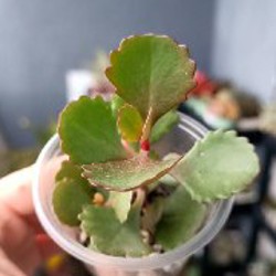 Крассула Капителла Кэмпфайер - фото 3