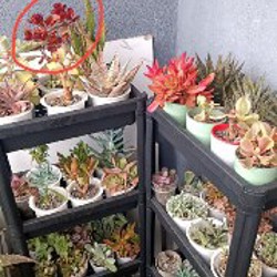 Крассула Капителла Кэмпфайер - фото 4