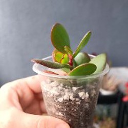 Крассула Капителла Кэмпфайер - фото 5