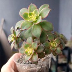 Крассула Капителла Кэмпфайер - фото 6