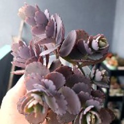 Крассула Капителла Кэмпфайер - фото 7