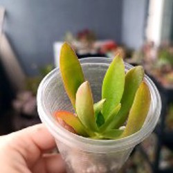 Крассула Капителла Кэмпфайер - фото 9