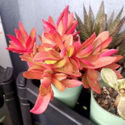 Крассула Капителла Кэмпфайер - фото 10