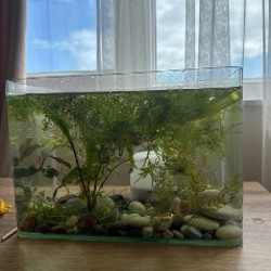 Аквариум с рыбками гуппы - фото 2