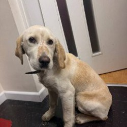 Собака - фото 2