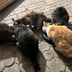 Котёнок - фото 2