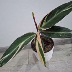 Роули - фото 1