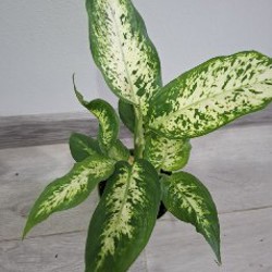 Роули - фото 2