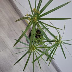 Роули - фото 3