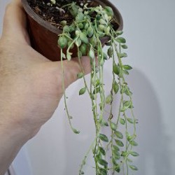 Роули - фото 4