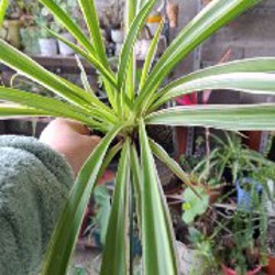 Роули - фото 6