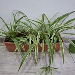 Роули - фото 7