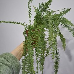 Роули - фото 9