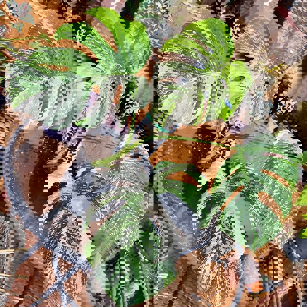 Монстера Альба