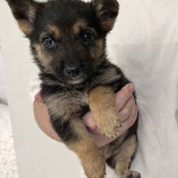 Кукольна Лея - фото 2