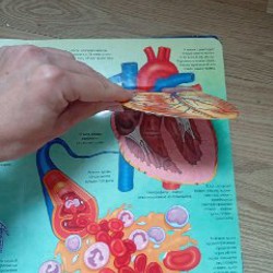 Книжки с окошками - фото 6