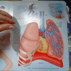 Книжки с окошками - фото 7