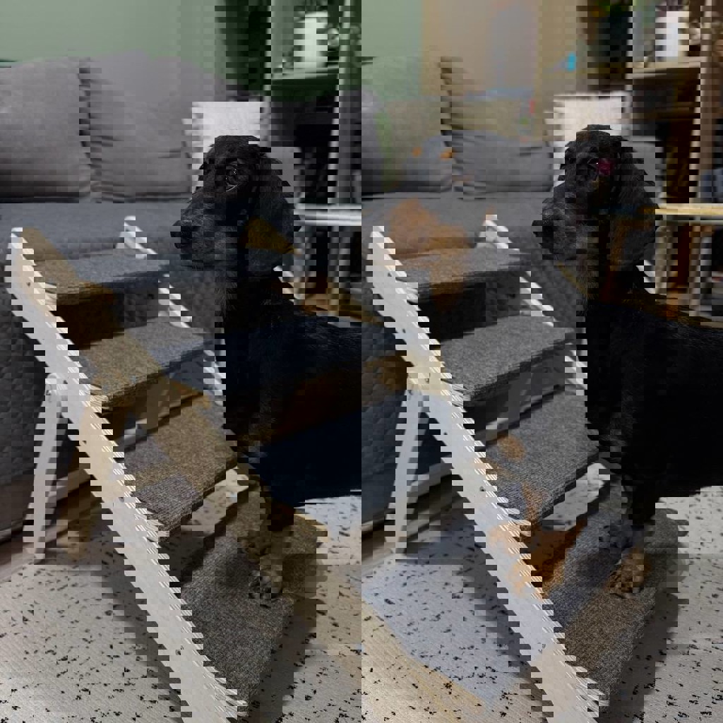 Лестница для животных