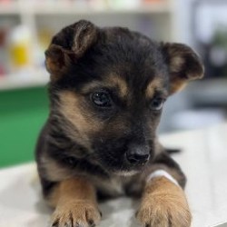 Кукольна Лея - фото 2