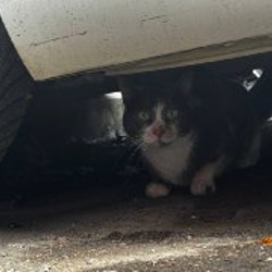 Кошечка - фото 2