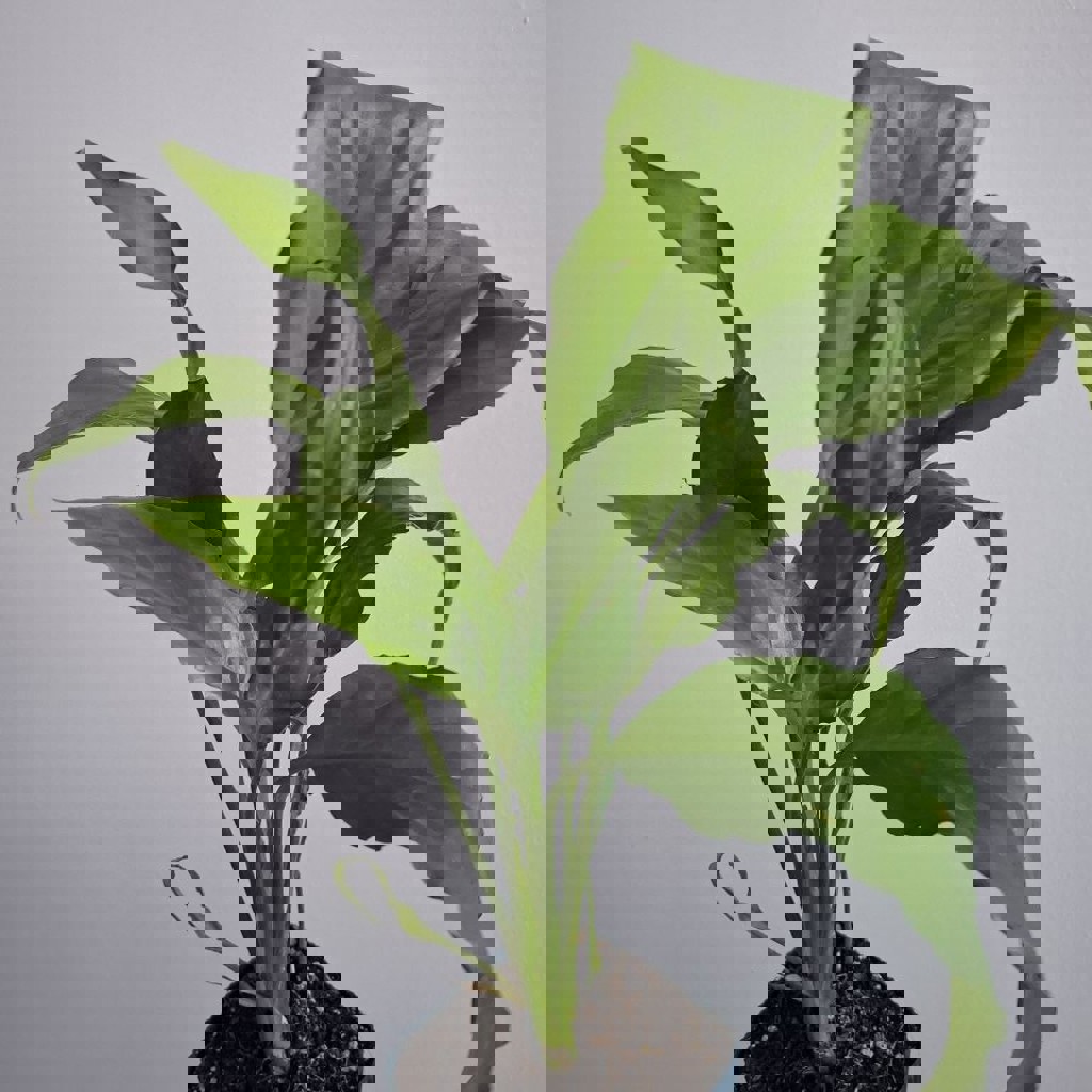 Хлорофитум