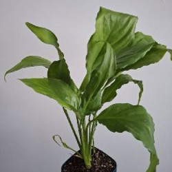 Хлорофитум - фото 1