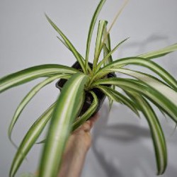 Хлорофитум - фото 3