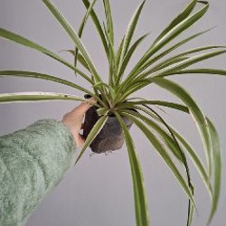 Хлорофитум - фото 5