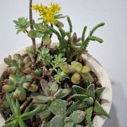 Хлорофитум - фото 7