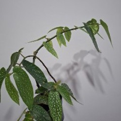 Хлорофитум - фото 10