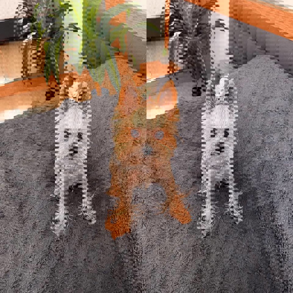 Йоркширский терьер для вязки