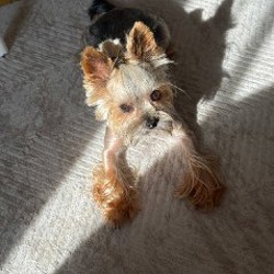 Йоркширский терьер для вязки - фото 2