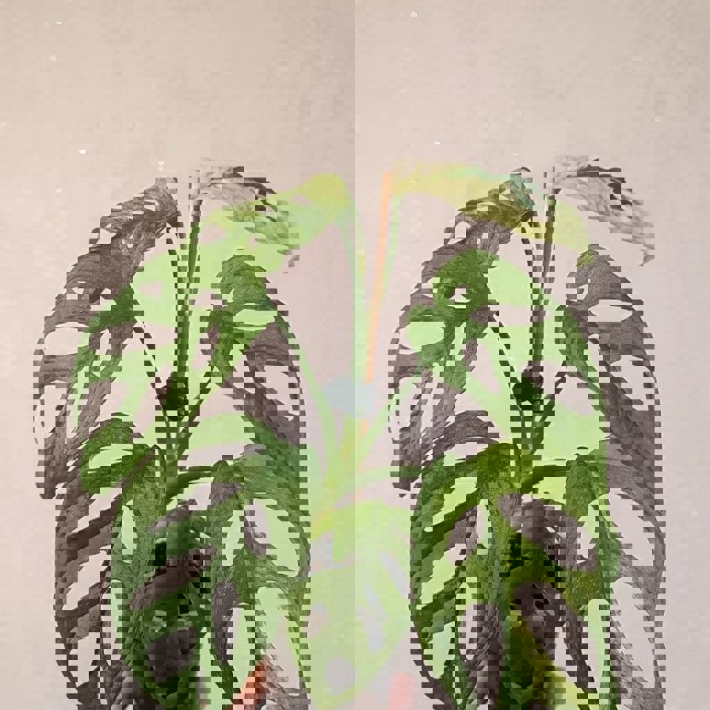 Монстера Манки вариегатная