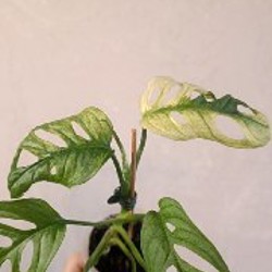 Монстера Манки вариегатная - фото 2
