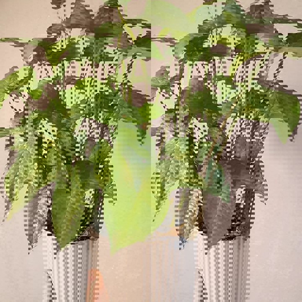 Сингониум Белая Бабочка