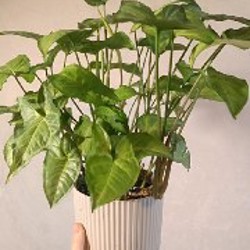 Сингониум Белая Бабочка - фото 1