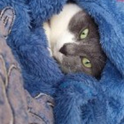 Сани - фото 2