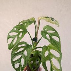 Сингониум Батик - фото 1