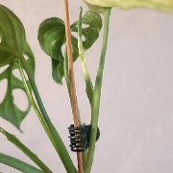 Сингониум Батик - фото 3