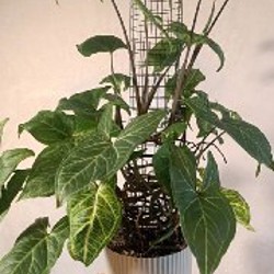 Сингониум Батик - фото 5