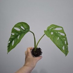 Крассула - фото 3