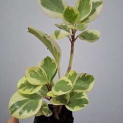 Крассула - фото 4