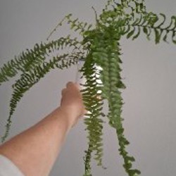 Крассула - фото 5