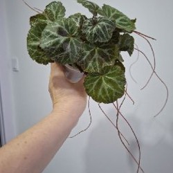 Крассула - фото 6