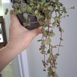 Крассула - фото 7