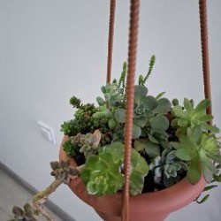 Крассула - фото 10