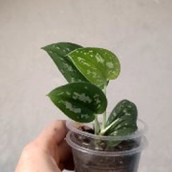 Фикус Ретуза - фото 2