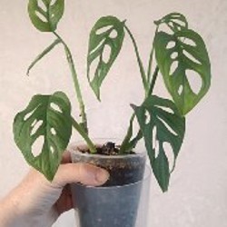 Фикус Ретуза - фото 4