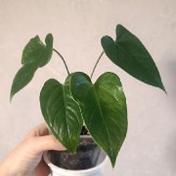 Фикус Ретуза - фото 5